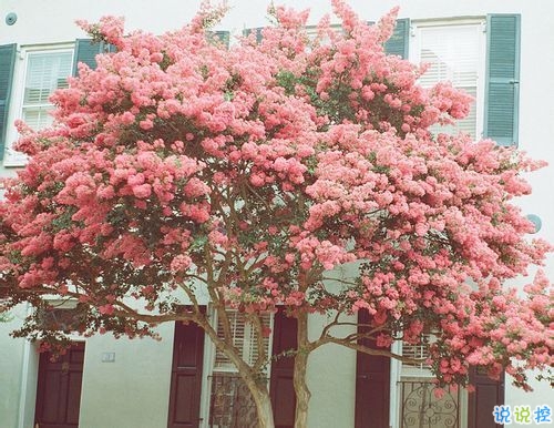 關(guān)于愛情中甜蜜和欣喜的說說帶圖片 承蒙你出現(xiàn)夠我喜歡好多年13