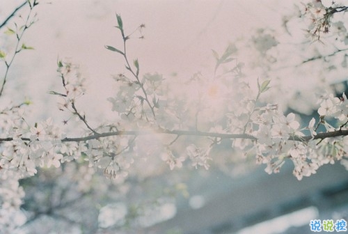 精選30句張愛(ài)玲經(jīng)典語(yǔ)錄 生命是一襲華美的袍爬滿了蚤子1