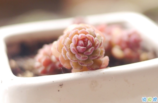 抖音比水還干凈的句子唯美又文藝 遺憾的是從沒(méi)被堅(jiān)定的選擇過(guò)3