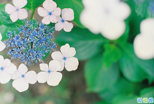 向女朋友求婚的話真實浪漫點 2019求婚句子大全簡單帶圖片9