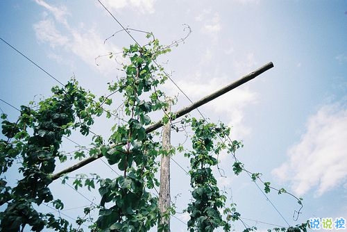 唯美簡單的英文說說帶圖片 世人萬千種浮云莫去求13