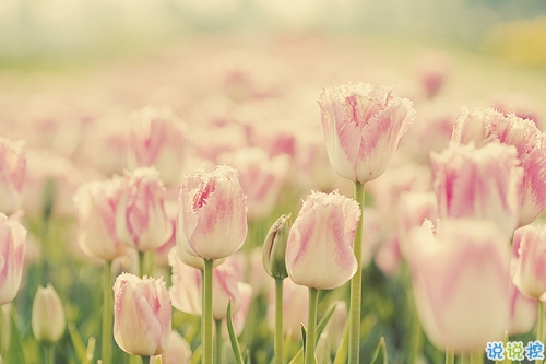 超級甜蜜的肉麻話說說帶圖片 與情感有關(guān)的唯美說說配圖8