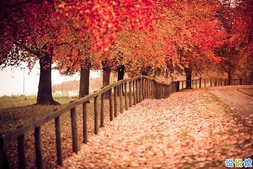 15條愛(ài)情說(shuō)說(shuō)我的心里話(huà) 愛(ài)情中最真實(shí)的感受說(shuō)說(shuō)配圖8