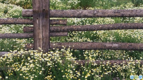 心里甜蜜蜜的愛情說(shuō)說(shuō)帶圖片 愛情說(shuō)說(shuō)一輩子只愛你1