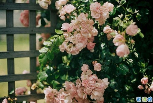 15條愛(ài)情說(shuō)說(shuō)我的心里話(huà) 愛(ài)情中最真實(shí)的感受說(shuō)說(shuō)配圖1