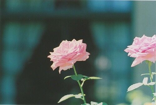 關(guān)于成長(zhǎng)人生和愛(ài)情的美到讓人心碎的說(shuō)說(shuō)帶圖片7