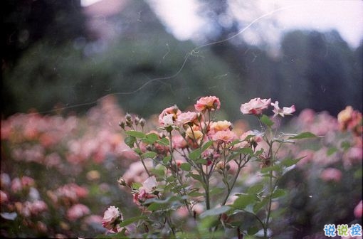 女生發(fā)朋友圈可愛搞怪的句子帶圖片 最新微信搞笑說說大全14