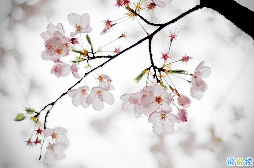 2019清明節(jié)祝福語說說大全 清明節(jié)祝福語簡短優(yōu)美2