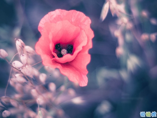 2019最新三月心情說說有點(diǎn)傷感 心里不是滋味的說說短句2