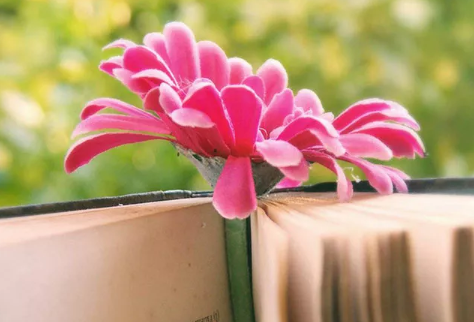 三毛經(jīng)典語錄愛情語錄大全集錦 50條三毛語錄關(guān)于愛情精選1