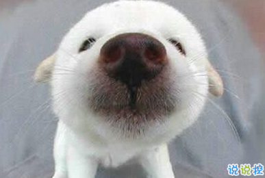 笑死人的搞笑說說超好玩：你以為有錢真的會快樂嗎1