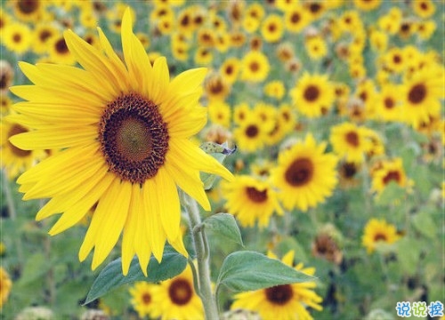 睡前說(shuō)一句的微信晚安勵(lì)志句子 簡(jiǎn)單正能量的晚安句子合集2