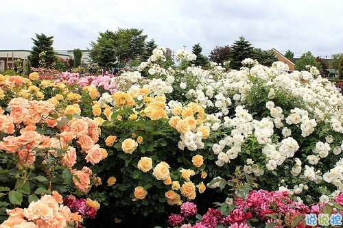 愛(ài)情破碎的悲傷說(shuō)說(shuō)帶圖片 讓人痛苦的愛(ài)情說(shuō)說(shuō)配圖4