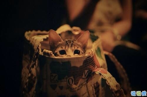 我們一路走來(lái)都很堅(jiān)強(qiáng)的勵(lì)志說(shuō)說(shuō)帶圖片 很正能量的經(jīng)典勵(lì)志說(shuō)說(shuō)3