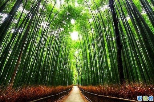 選擇放棄的傷感愛情說說帶圖片 描述對(duì)愛情感到無奈的說說8