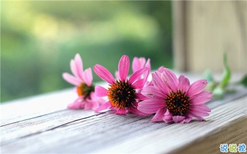 2019關(guān)于春分的微信說(shuō)說(shuō)帶圖片 春分節(jié)氣早安祝福語(yǔ)8