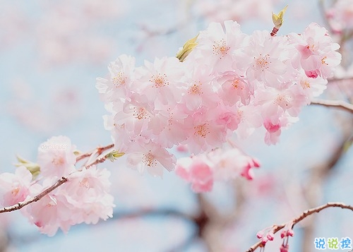 個人最欣賞的古詩詞合集 唯美古詩詞說說心情短語1