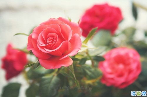 女生愛(ài)情說(shuō)說(shuō)幸福甜甜蜜蜜帶圖片 qq幸福說(shuō)說(shuō)一句話大全超簡(jiǎn)單11