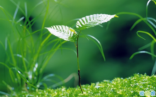 很特別的早安說說大全帶圖片 朋友圈早安心語獨一無二吸引人11
