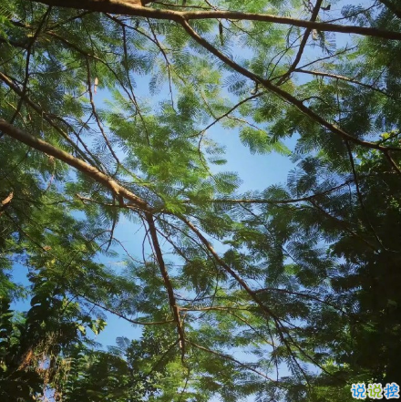 微博說說大全帶圖片女生唯美：所有的姍姍來遲，都是剛好的開始1