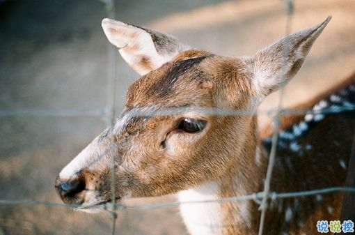 心累了傷感說說帶圖片2019 惹人心疼的一些傷感句子12