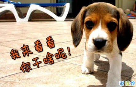 生活中那些搞笑的說說大全：好看的皮囊嫌你丑，有趣的靈魂厭你俗2