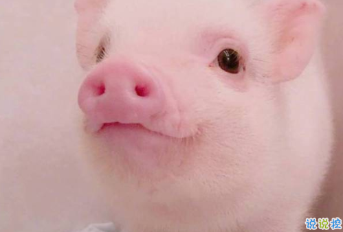 2018簡(jiǎn)單的一句話卻很搞笑的說(shuō)說(shuō) 有福同享有肉你長(zhǎng)1