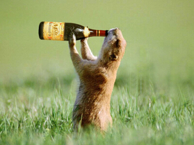 搞笑QQ說說大全