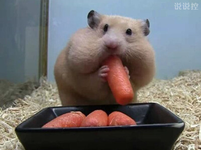 爆笑逗比說說：一個人吃飯總覺得很孤單，但一個人吃零食就不會