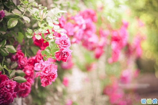 2019春分朋友圈心情說說大全 春分節(jié)氣微信簡短說說2