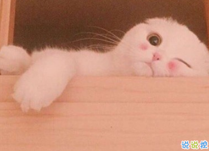 qq擴(kuò)列說(shuō)說(shuō)怎么寫逗比 超級(jí)搞笑有趣的擴(kuò)列說(shuō)說(shuō)1