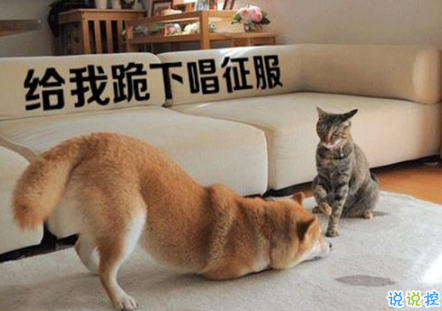 生活中那些搞笑的說(shuō)說(shuō)大全：好看的皮囊嫌你丑，有趣的靈魂厭你俗1