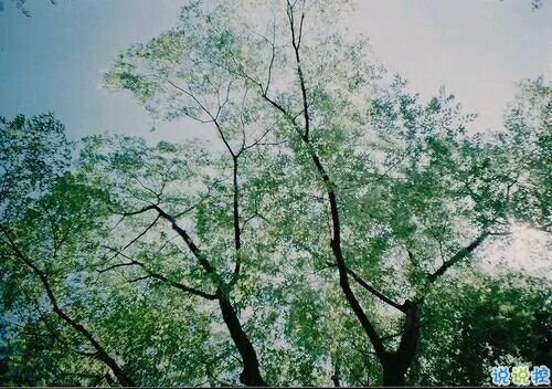 2019植樹節(jié)朋友圈心情說說 312植樹節(jié)說說簡(jiǎn)短好聽的1