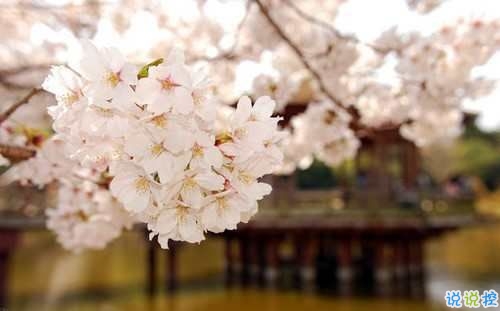 戀愛(ài)中寫(xiě)給對(duì)象看的說(shuō)說(shuō) 2019最流行的情侶間情話真實(shí)浪漫1