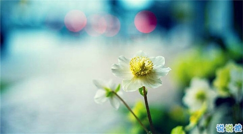 qq說說春天唯美小清新 春天的唯美短句子說說1