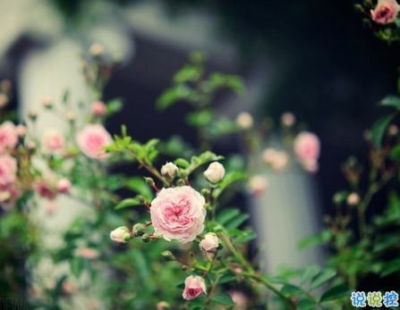 微信朋友圈一句話(huà)正能量說(shuō)說(shuō) 最新霸氣勵(lì)志說(shuō)說(shuō)致自己大全1