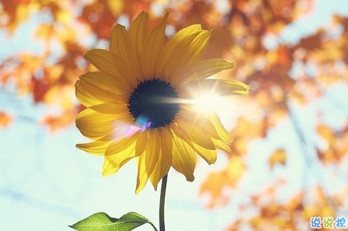 適合公布戀情的唯美說說 朋友圈秀恩愛的說說大全2