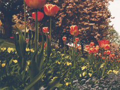 晚安心語正能量簡(jiǎn)簡(jiǎn)單單一句話 晚上睡覺前朋友圈來一句雞湯