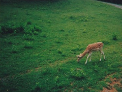喜歡獨(dú)來獨(dú)往的人是怎樣的心理狀態(tài) 享受一個(gè)人的心情說說很特別