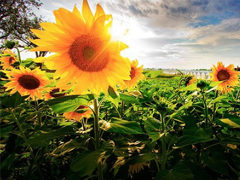 適合公布戀情的唯美說說 朋友圈秀恩愛的說說大全