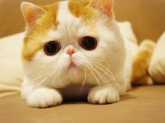 搞笑的說說：本想一口一口吃掉憂愁，沒曾想?yún)s一口一口吃成肉球