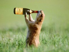 搞笑QQ說說大全：別再敬往事一杯酒了，往事都特么喝吐了