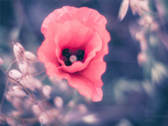 2019最新三月心情說(shuō)說(shuō)有點(diǎn)傷感 心里不是滋味的說(shuō)說(shuō)短句