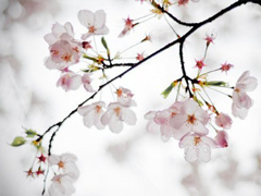 2019清明節(jié)祝福語(yǔ)說(shuō)說(shuō)大全 清明節(jié)祝福語(yǔ)簡(jiǎn)短優(yōu)美