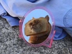 爸媽哪些言行讓你懷疑自己可能是撿來(lái)的 雷死人的回答