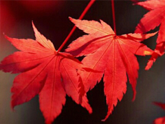 抖音最吸引人的經(jīng)典說說 發(fā)朋友圈別人點(diǎn)贊必評的個(gè)性說說