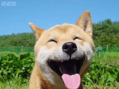 微信朋友圈萬能神評論，微信朋友圈惡搞評論