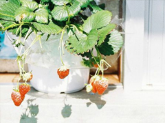 表達愛意的唯美句子配圖 肯定能打動你心的唯美說說帶圖片