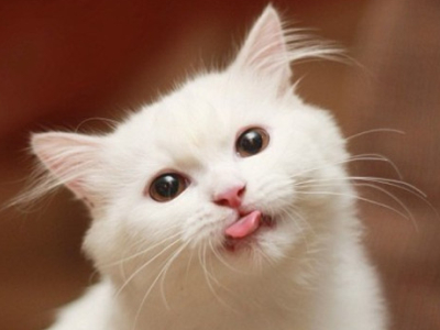 配圖片的扣扣說說：對你最好的那個人，往往是最好欺負的人