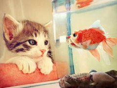 詩意的說說圖片大全：世間繁華如畫，你是我畫中尋找的他